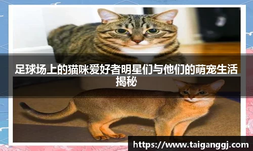 足球场上的猫咪爱好者明星们与他们的萌宠生活揭秘